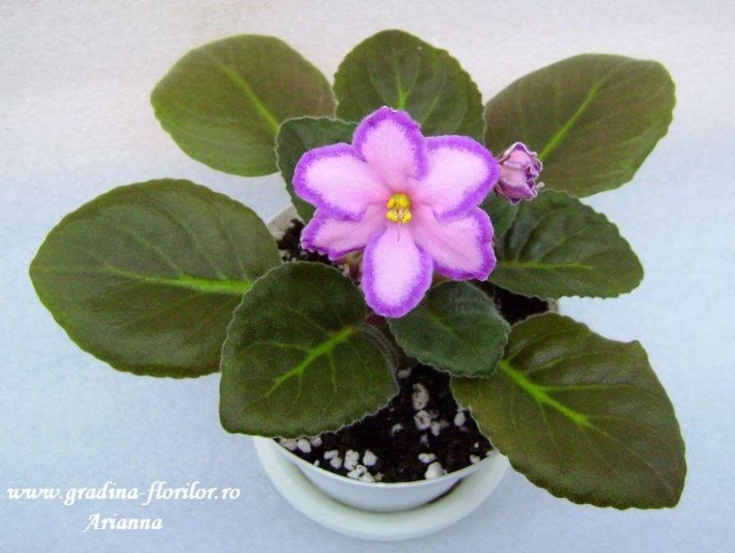 Kevs Heavenly Star - VIOLETE AFRICANE