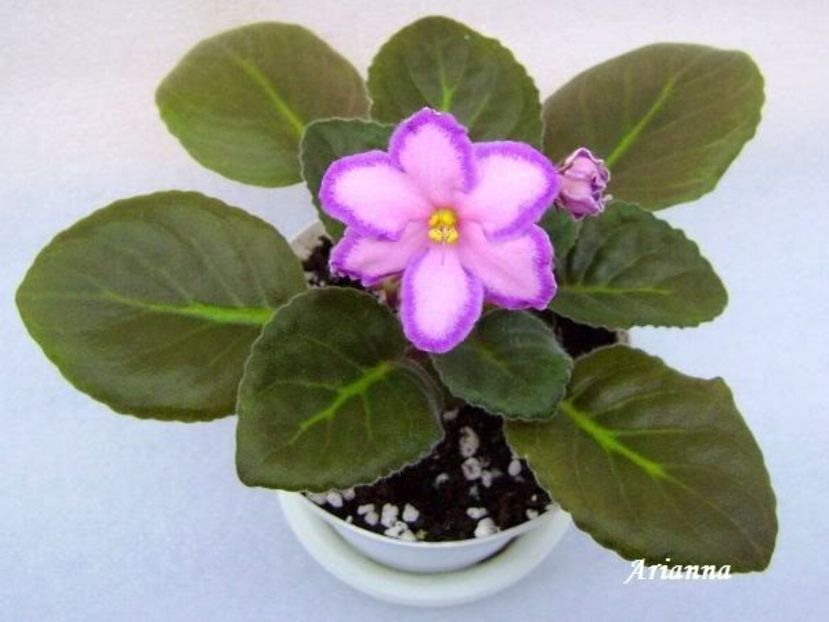 Kevs Heavenly Star - VIOLETE AFRICANE