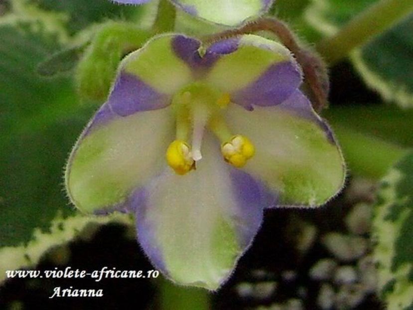 Kos Green Dragonfly - VIOLETE AFRICANE