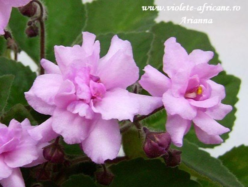 Lambs EarsTrail - VIOLETE AFRICANE