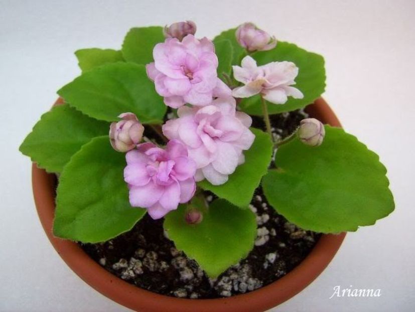 Lambs EarsTrail - VIOLETE AFRICANE