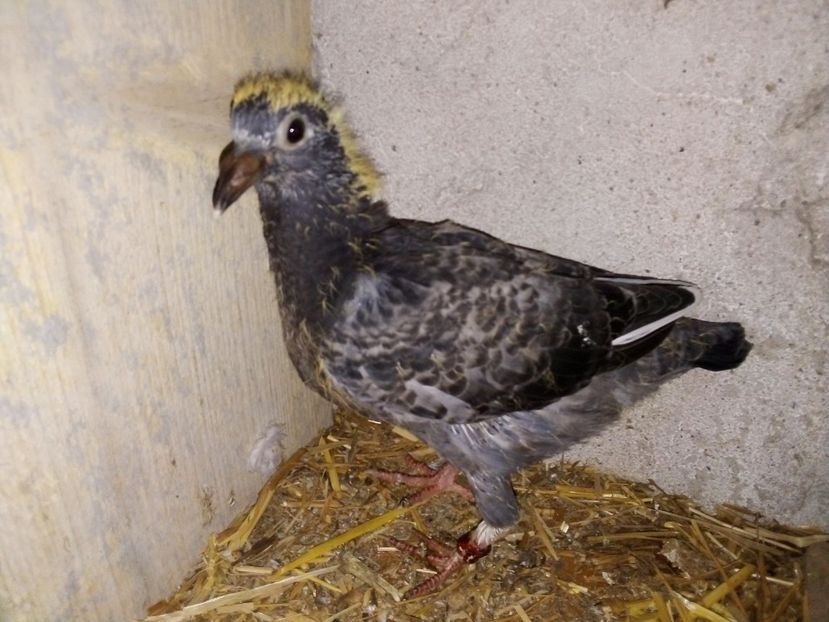  - Pui de porumbei voiajori 2019