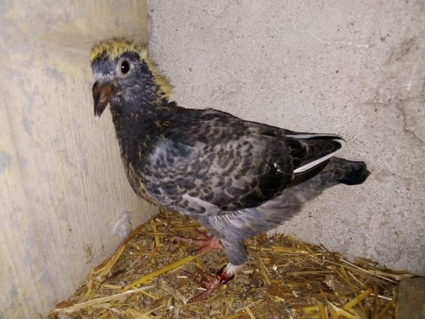  - Pui de porumbei voiajori 2019