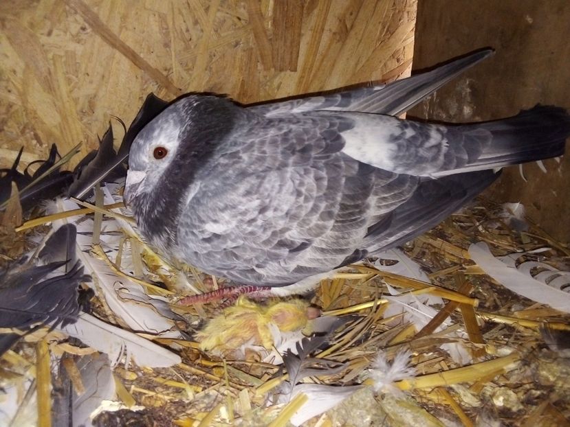 Puiul lui cucu mic + guta - Pui de porumbei voiajori 2019