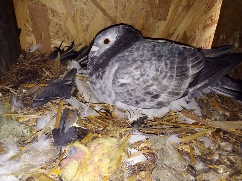  - Pui de porumbei voiajori 2019