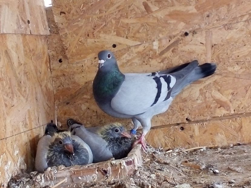  - Pui de porumbei voiajori 2019