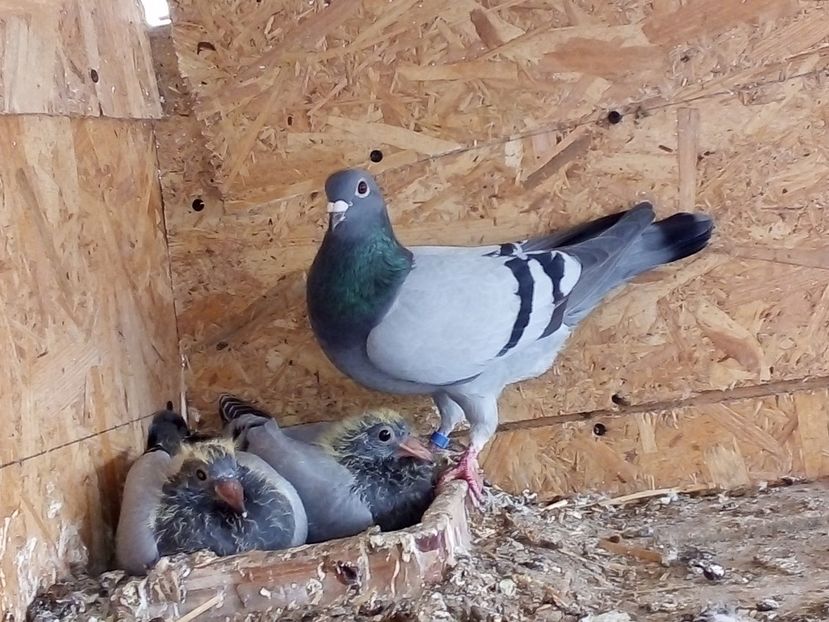  - Pui de porumbei voiajori 2019