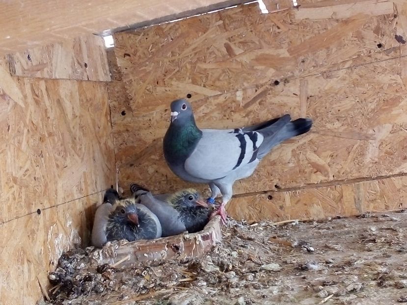  - Pui de porumbei voiajori 2019