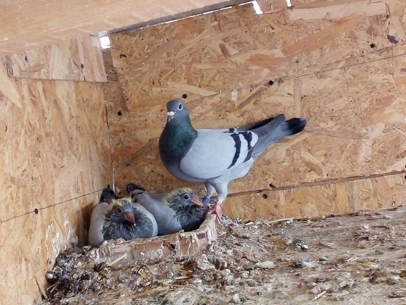  - Pui de porumbei voiajori 2019