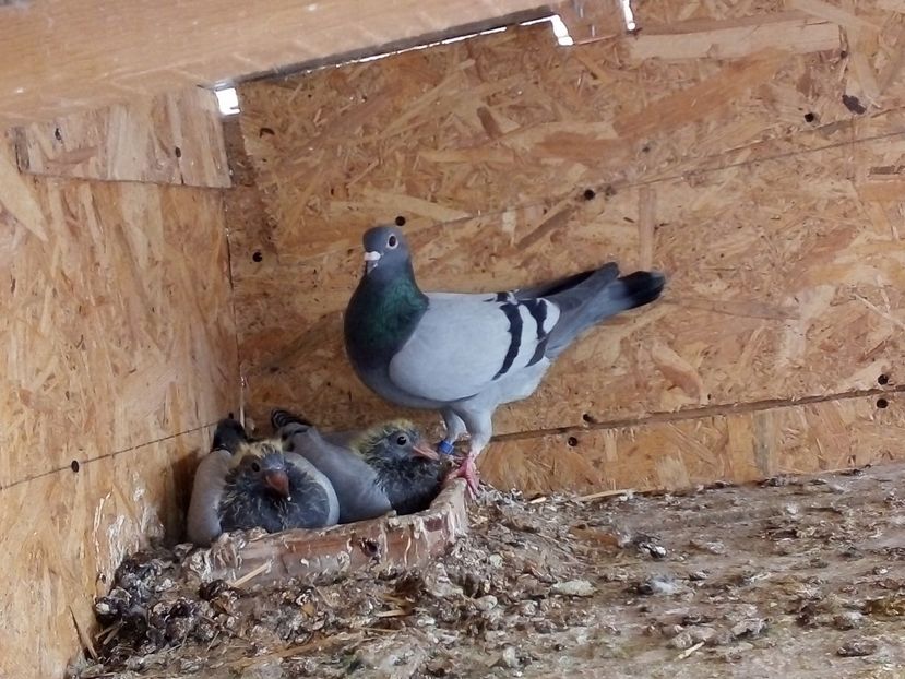  - Pui de porumbei voiajori 2019