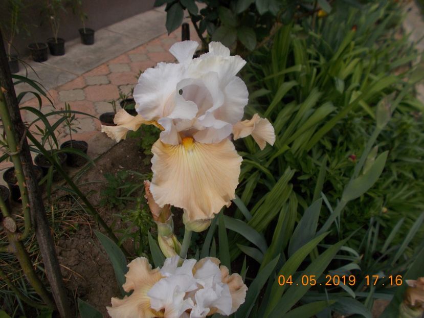 apricot frosty - IRISI BARBATA ELATIOR SI INTERMEDIA-2019