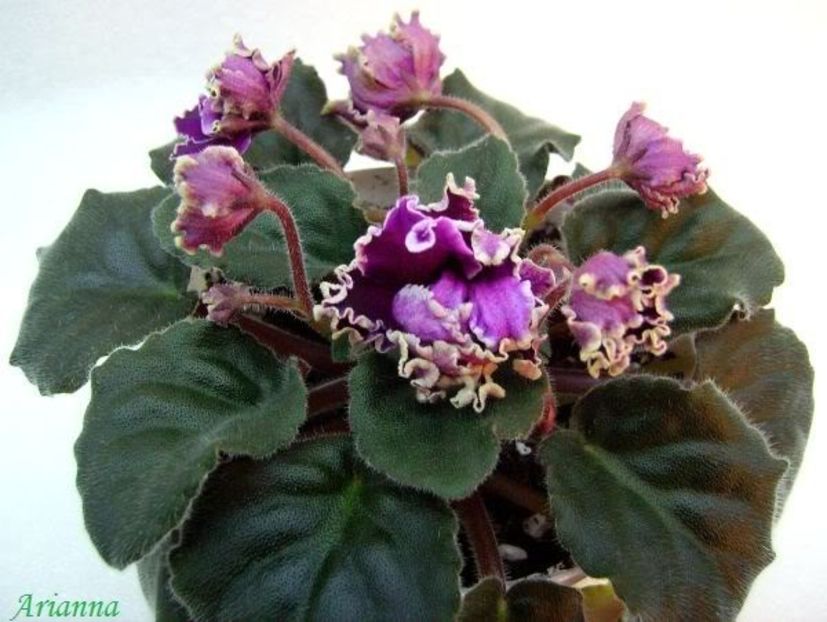 Leshiy - VIOLETE AFRICANE