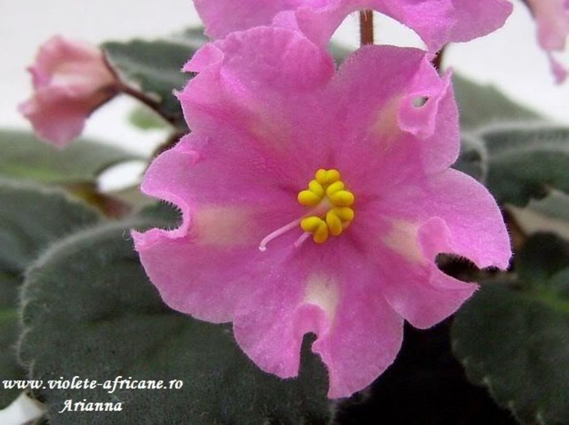 Lik MifI Realnosti - VIOLETE AFRICANE