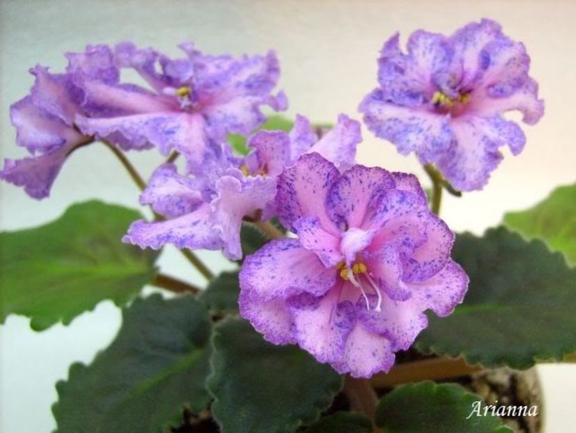 Linda Bee - VIOLETE AFRICANE