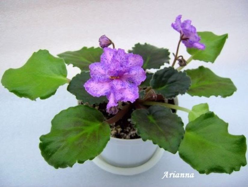 Linda Bee - VIOLETE AFRICANE