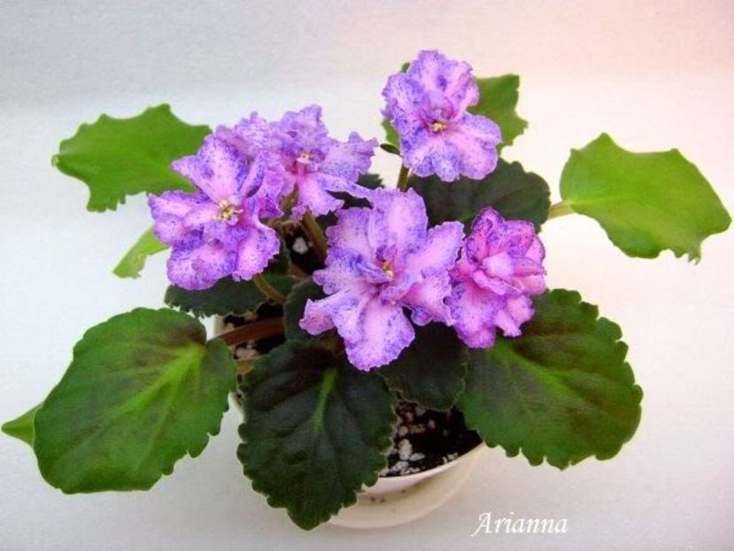 Linda Bee - VIOLETE AFRICANE