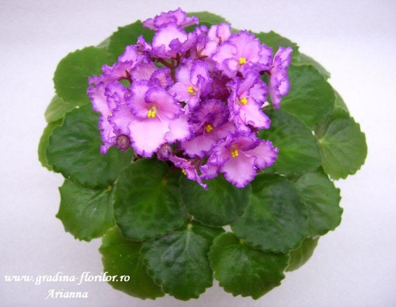 Luminescence - VIOLETE AFRICANE