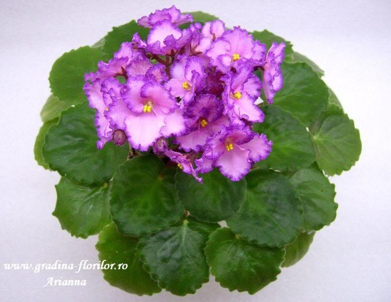 Luminescence - VIOLETE AFRICANE