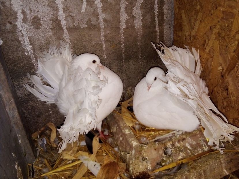  - Matca de porumbei voltați 2019