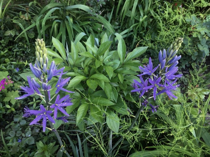 57006A2C-5E58-4C7B-B69D-07B836737EE8 - Mai 2019