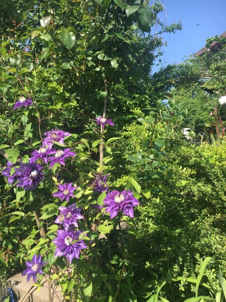 6309A43E-7D76-4874-967B-01529F3766C0 - Mai 2019