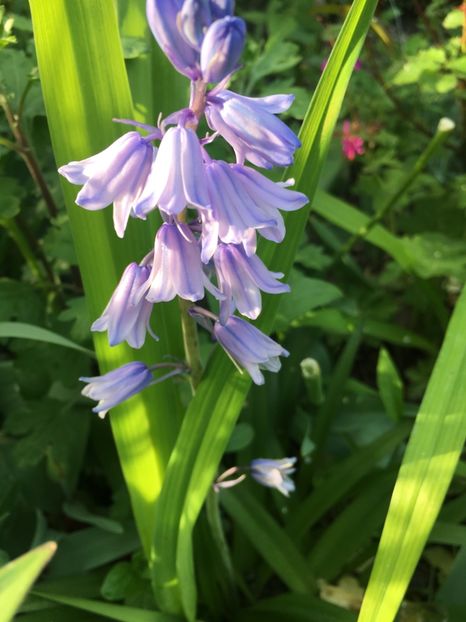 C387E97C-81F2-40A2-B152-5FA0A3D46EA5 - Mai 2019