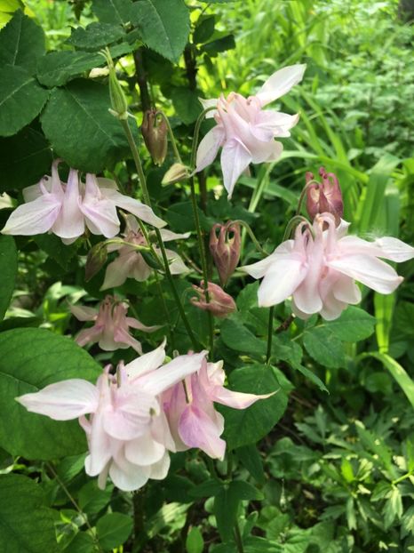 6FC8F106-3C16-4519-A6D5-5E0DEA1A9EF1 - Caldaruse 2019