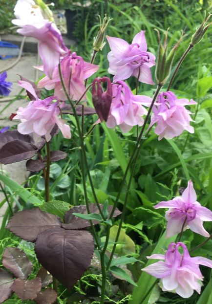 505DDC5B-9362-4C0F-A637-69EDADE76AFE - Caldaruse 2019