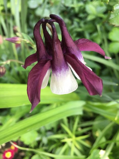 7CEA8D26-DC4E-49CB-90A6-5C9CE4213425 - Caldaruse 2019