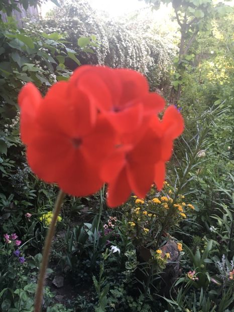 F7968790-08C1-463E-A13C-FA1A9561EE9B - 2019