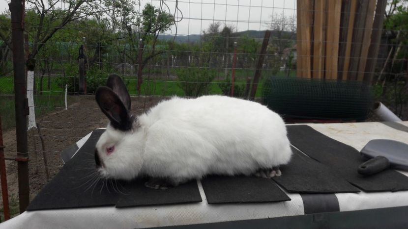  - d californieni 2019