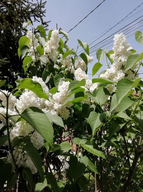 5.05 - gradina 2019