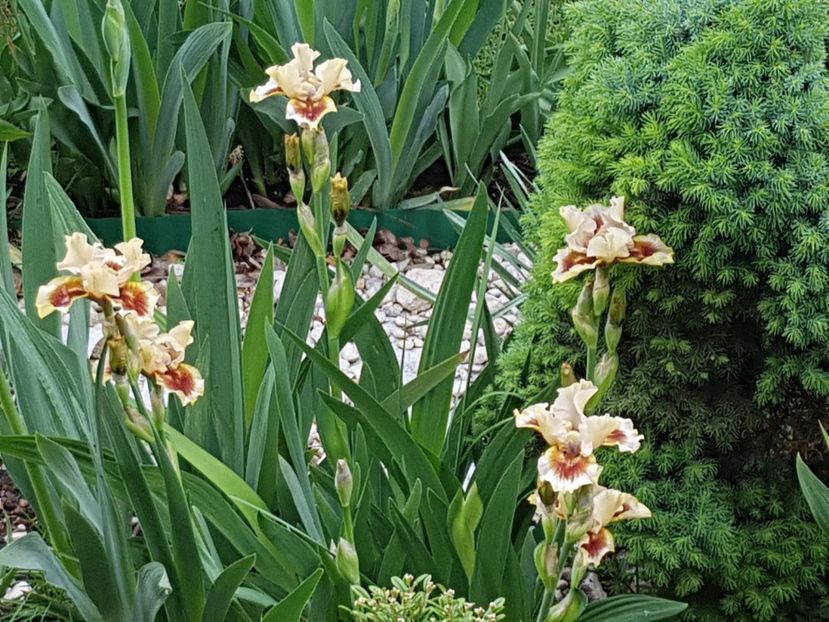 Primii irisi infloriti - Mai 2019