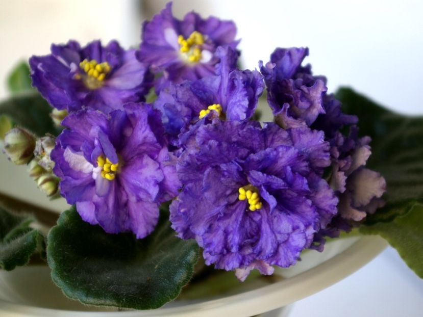 EK Vladimir - AAA Provizoriu