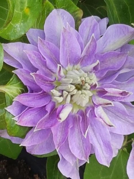 thumbnail (19) - CLEMATITE 2019