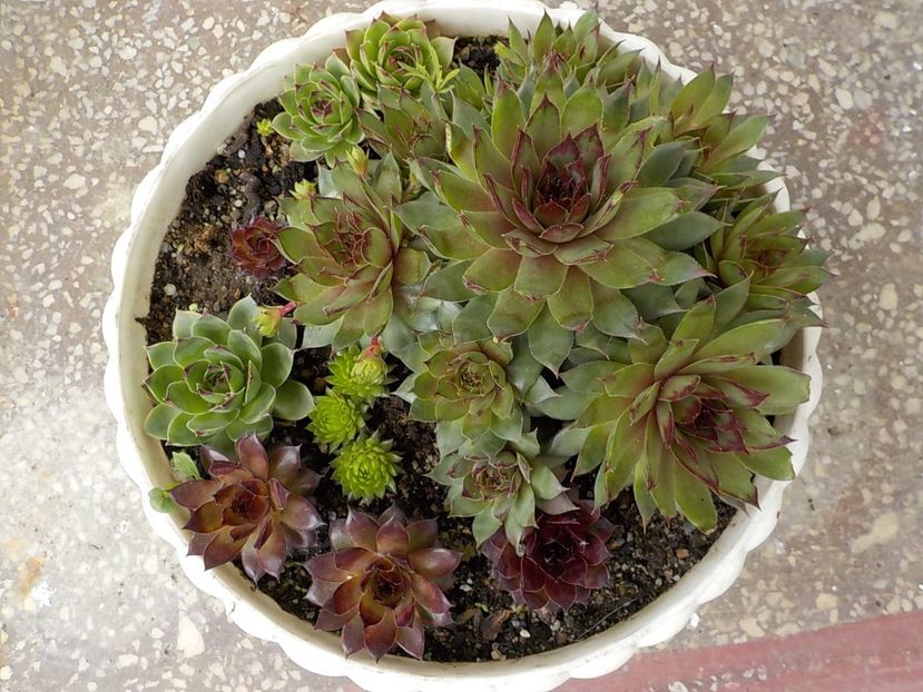  - Genul Sempervivum