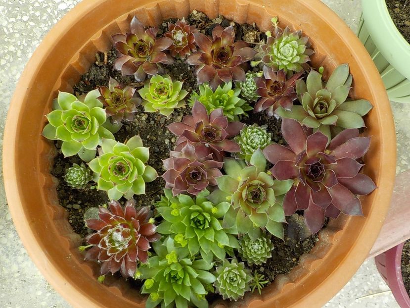 - Genul Sempervivum