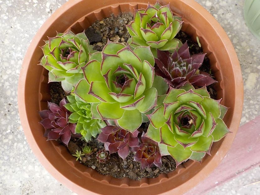  - Genul Sempervivum