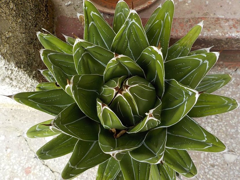  - agava victoriae reginae