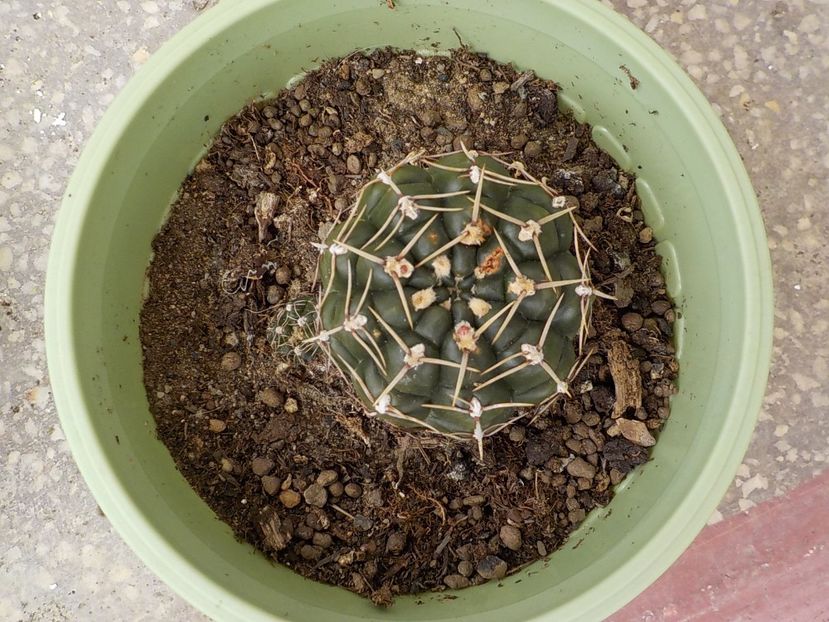  - Genul Gymnocalycium