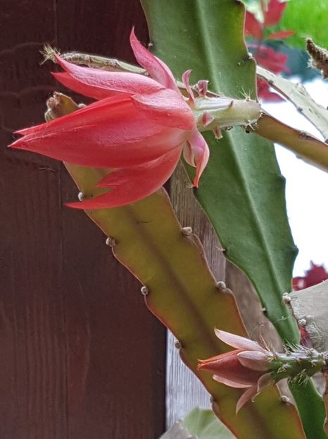 Epyphillum rosu - Cactusi si plante suculente 2017-2018-2019