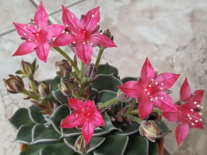 Tacitus bellum-de la kaufland :) - Cactusi si plante suculente 2017-2018-2019