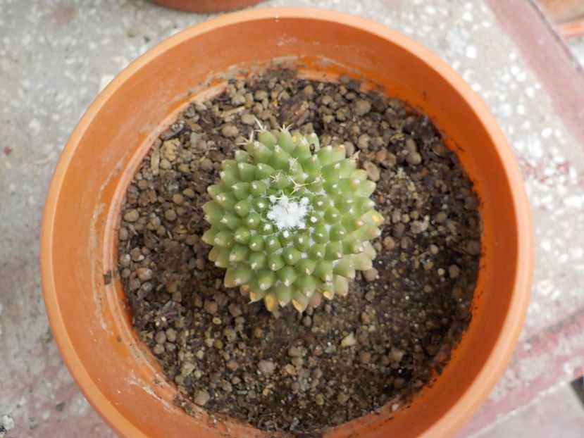  - mammilaria polithele