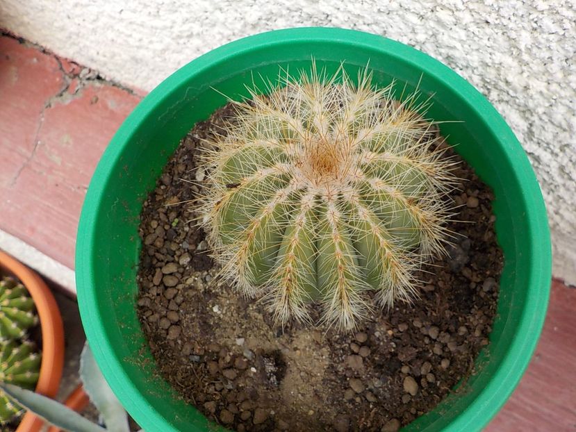  - Genul Notocactus