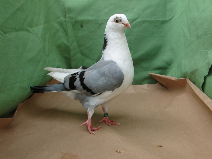 F 2019_9153 - arhiva_porumbei dragi mie