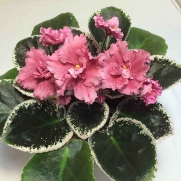 LE Odalisca - AA Violete in colecție poze net