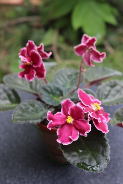 Emergency - Emergency