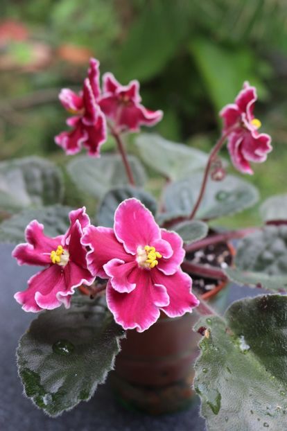 Emergency - Emergency