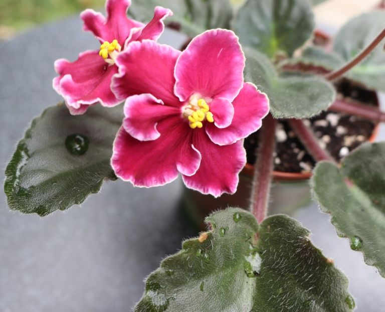 Emergency - Emergency