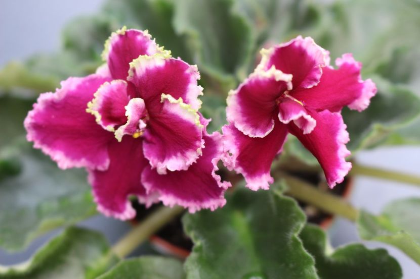 Ognennye Motylki - Ognennye Motylki